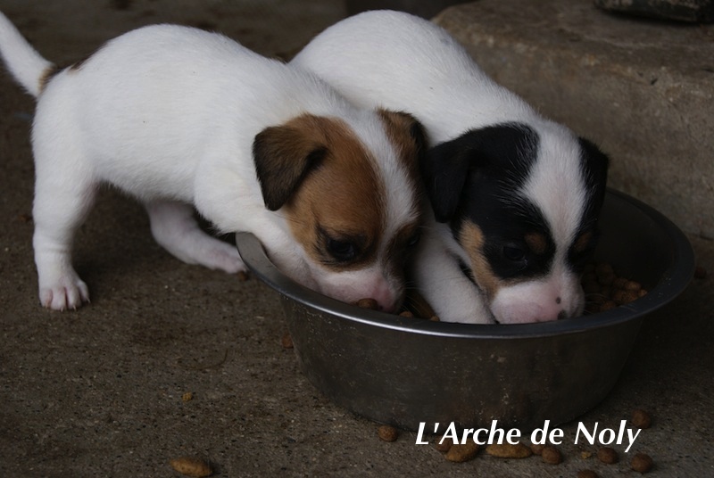 de l'Arche de Noly - Jack Russell Terrier - Portée née le 04/06/2012