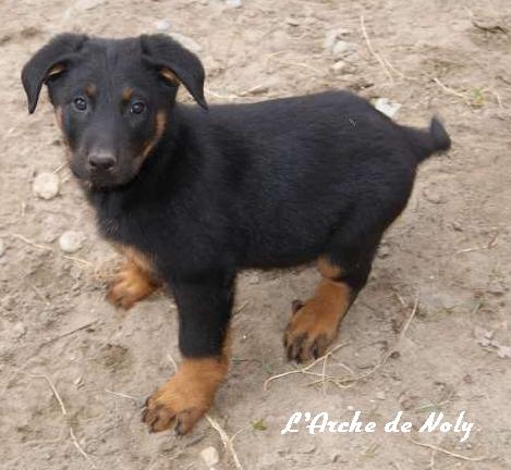 Fame dite laika de l'Arche de Noly