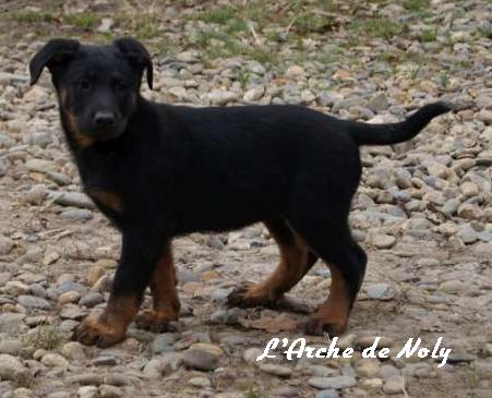 Fiesta de l'Arche de Noly