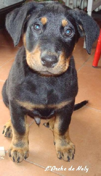 Eddy de l'Arche de Noly