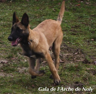 Gala de l'Arche de Noly