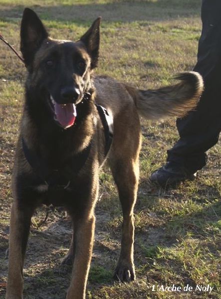 Fidji de l'Arche de Noly