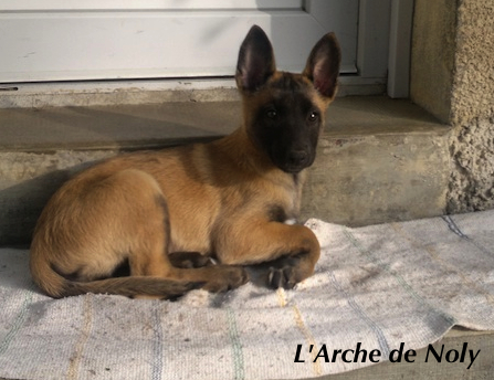Gipsy de l'Arche de Noly