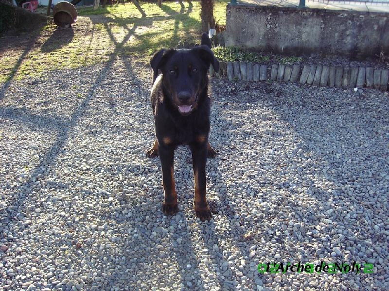 Gary de l'Arche de Noly