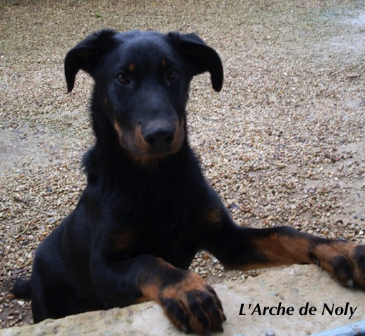 Gibbs de l'Arche de Noly