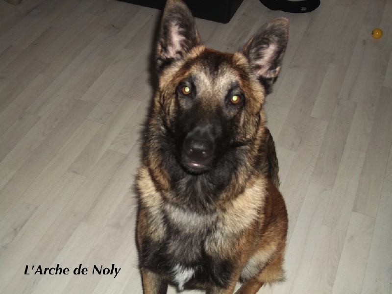 Gun de l'Arche de Noly