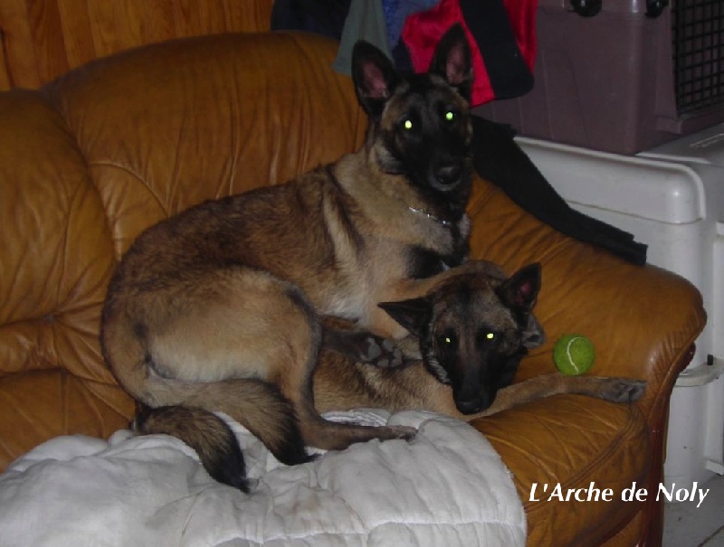 Guzzi dite gaïcha de l'Arche de Noly