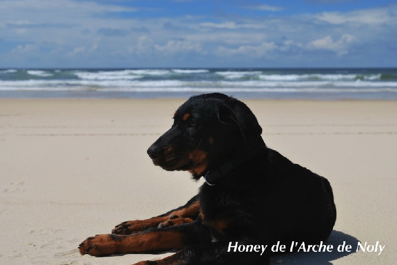 Honey dite haïka de l'Arche de Noly