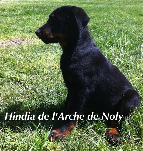 Hindia de l'Arche de Noly