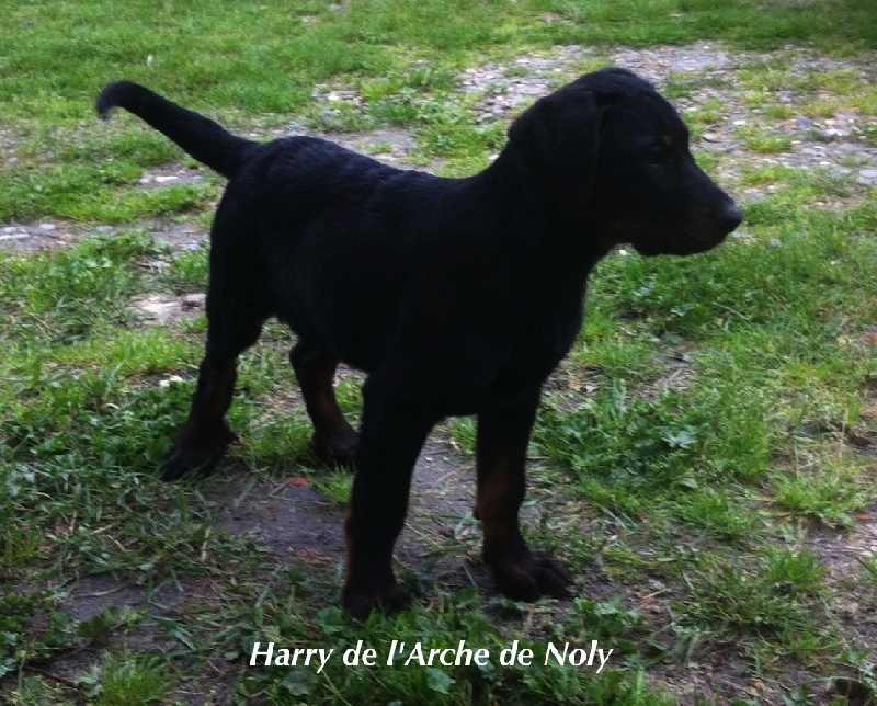 Harry de l'Arche de Noly
