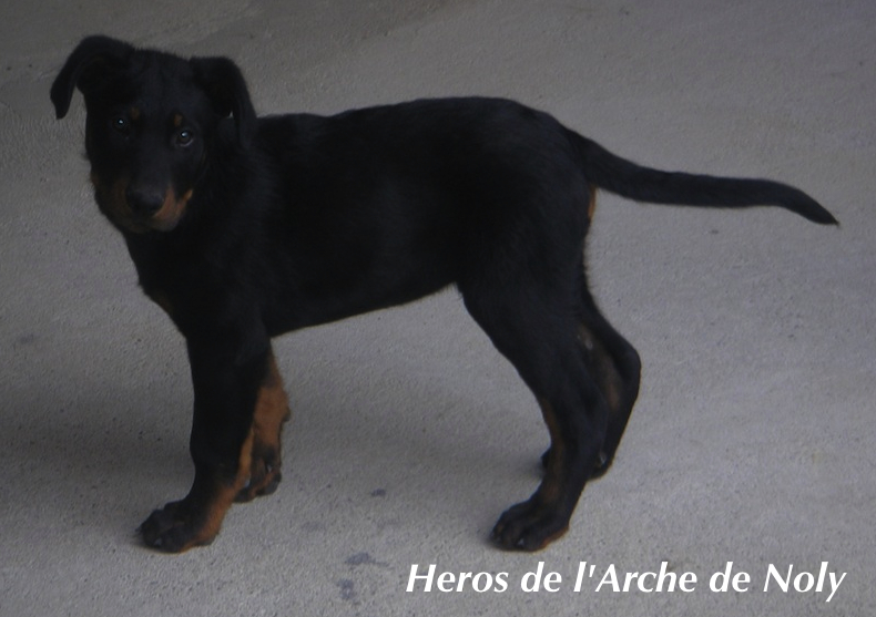 Heros de l'Arche de Noly