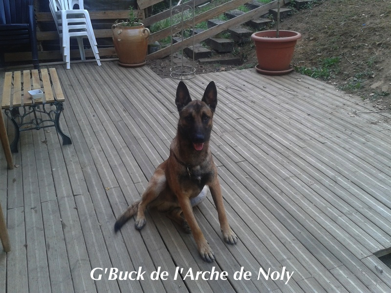 G'buck de l'Arche de Noly