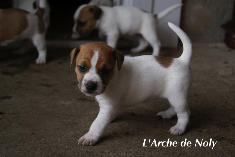 Hola de l'Arche de Noly