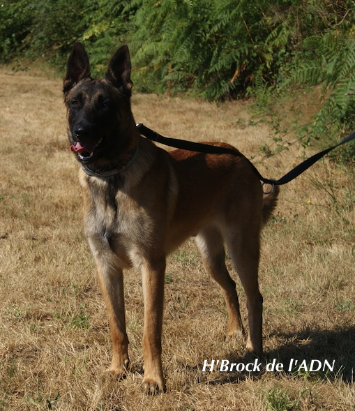 H'brock de l'Arche de Noly