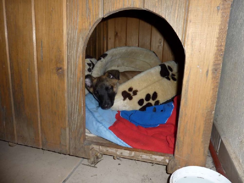Les chiots dans leur nouvelle famille !