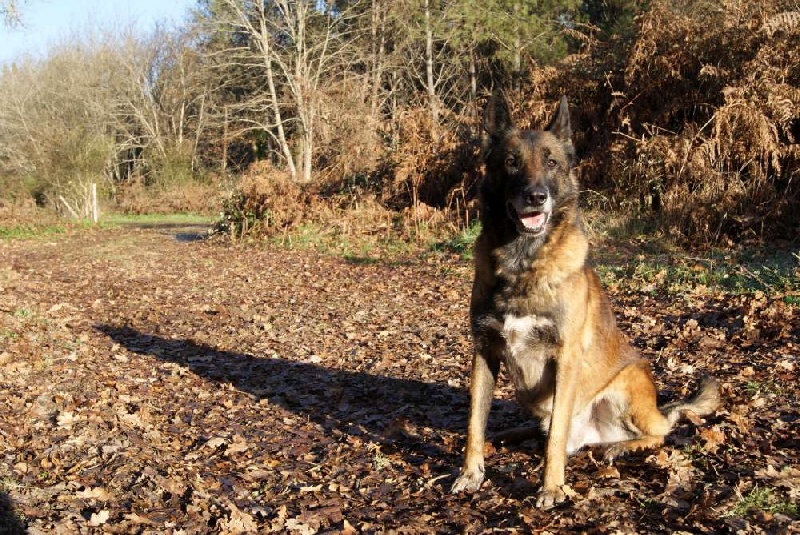 Nos chiens !